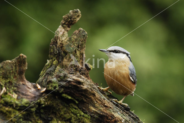 Europese Boomklever (Sitta europaea)