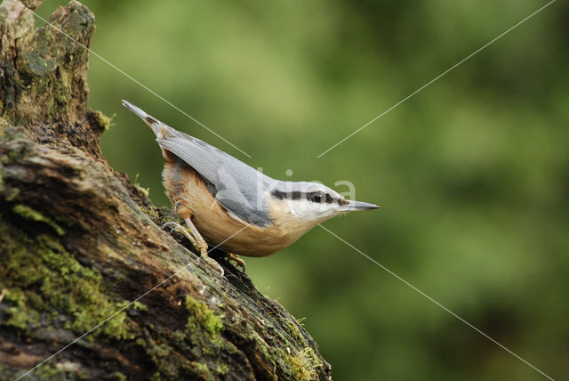 Europese Boomklever (Sitta europaea)