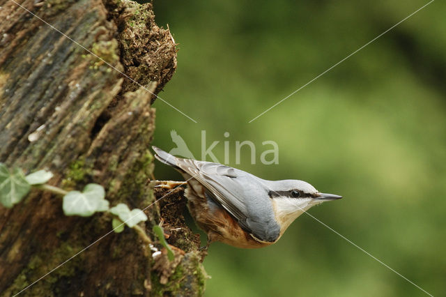 Europese Boomklever (Sitta europaea)