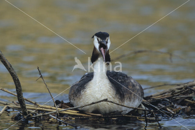 Great Crested Grebe (Podiceps cristatus)