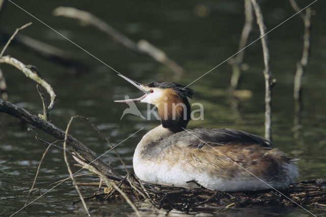 Great Crested Grebe (Podiceps cristatus)