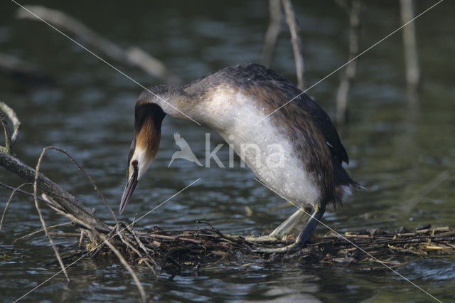 Great Crested Grebe (Podiceps cristatus)