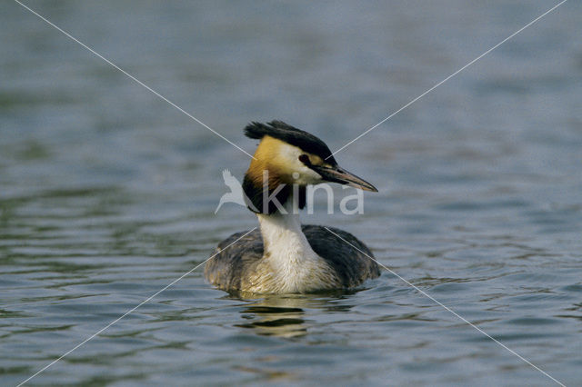 Great Crested Grebe (Podiceps cristatus)