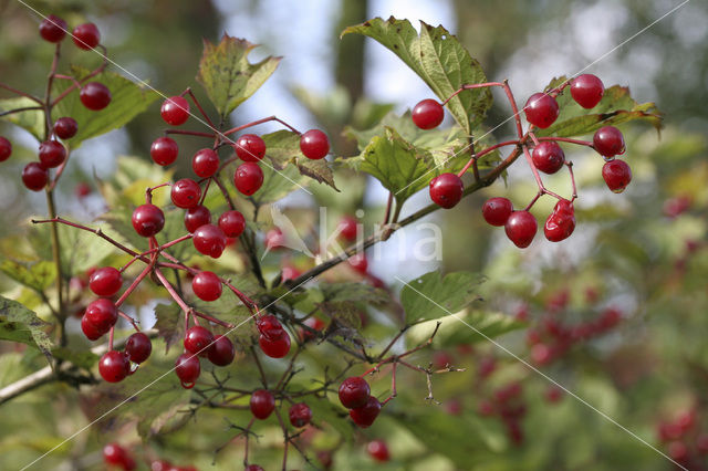 Gelderse roos (Viburnum opulus)