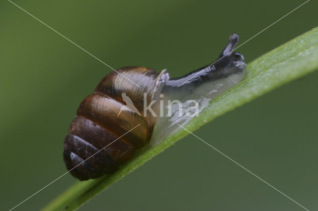 Chrysalis Snail (Lauria cylindracea)