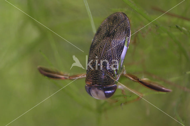 Gestippelde duikerwants (Corixa punctata)