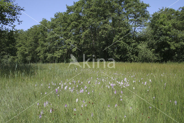 Gevlekte orchis (Dactylorhiza maculata)