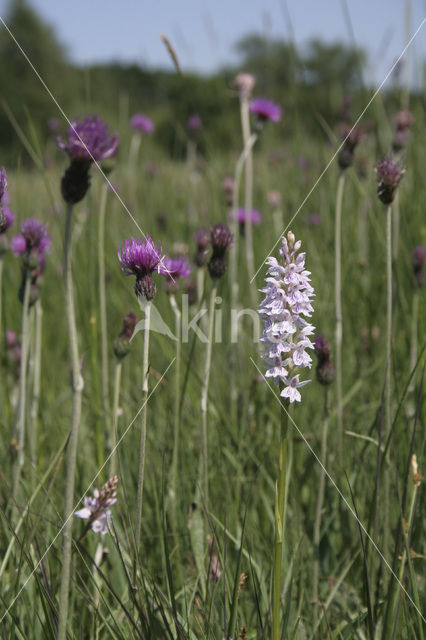 Gevlekte orchis (Dactylorhiza maculata)