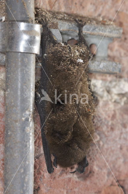 Gewone dwergvleermuis (Pipistrellus pipistrellus)