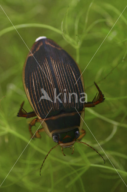 Great Diving Beetle (Dytiscus marginalis)