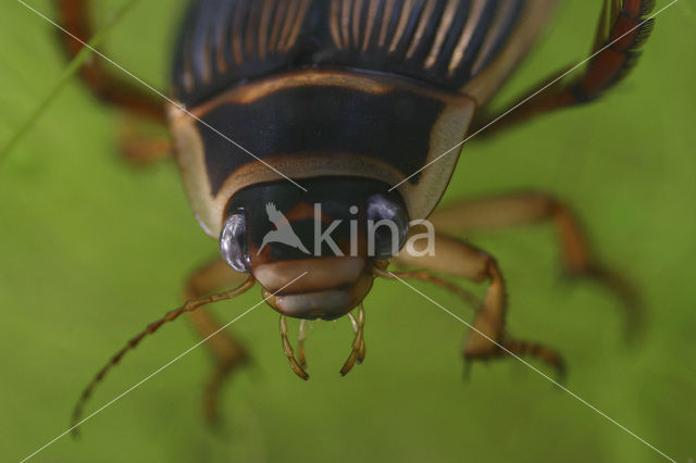 Great Diving Beetle (Dytiscus marginalis)