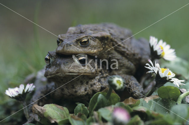 Gewone pad (Bufo bufo)