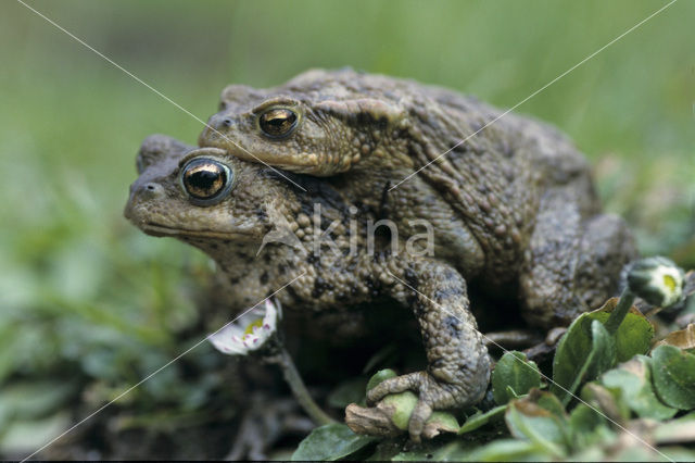 Gewone pad (Bufo bufo)