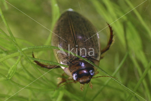 Gewone slijkzwemmer (Rhantus suturalis)