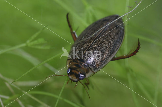 Gewone slijkzwemmer (Rhantus suturalis)