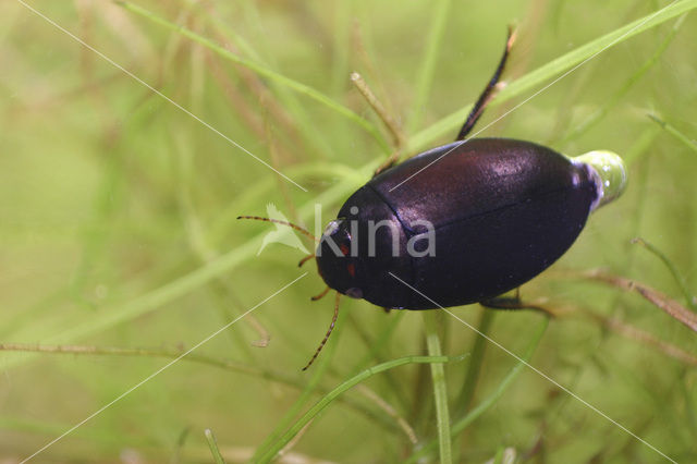 Gewone snelzwemmer (Agabus bipustulatus)