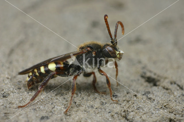 Gewone wespbij (Nomada flava)