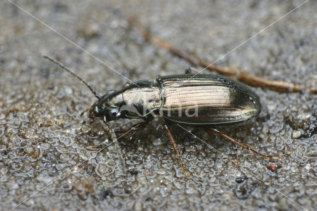 Gewone Zoutloper (Pogonus chalceus)