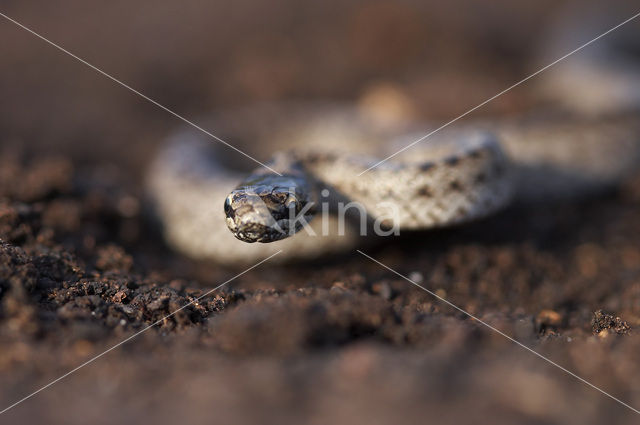 Gladde slang (Coronella austriaca)