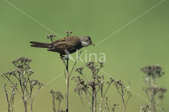 Greater Whitethroat (Sylvia communis)