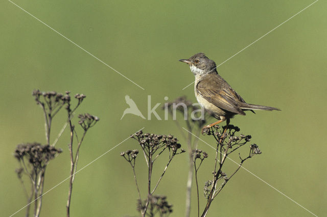 Greater Whitethroat (Sylvia communis)