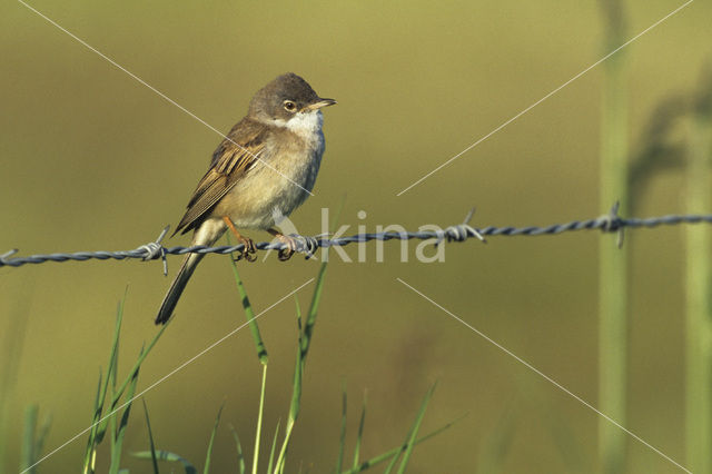 Greater Whitethroat (Sylvia communis)