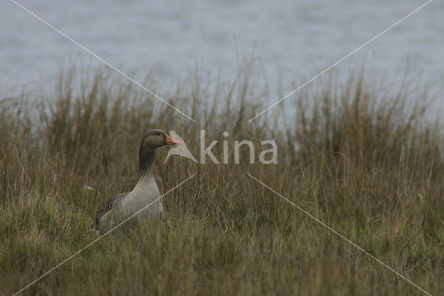 Grauwe Gans (Anser anser)