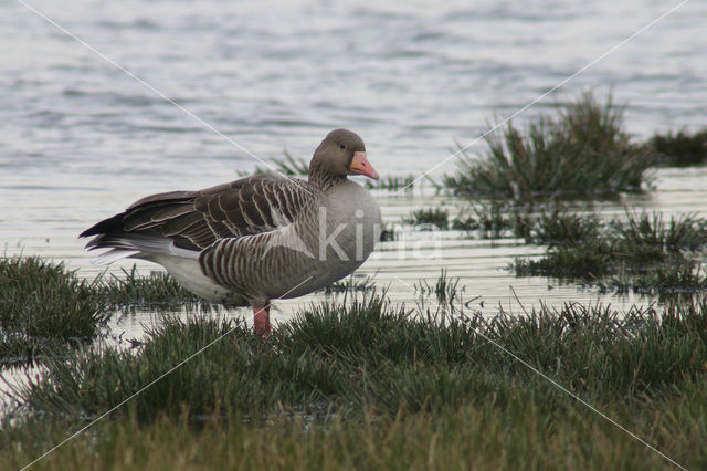 Grauwe Gans (Anser anser)