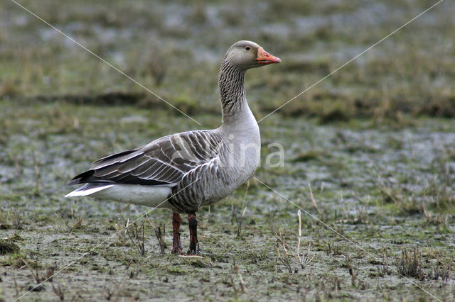 Grauwe Gans (Anser anser)