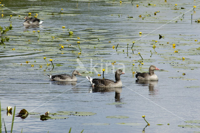 Grauwe Gans (Anser anser)