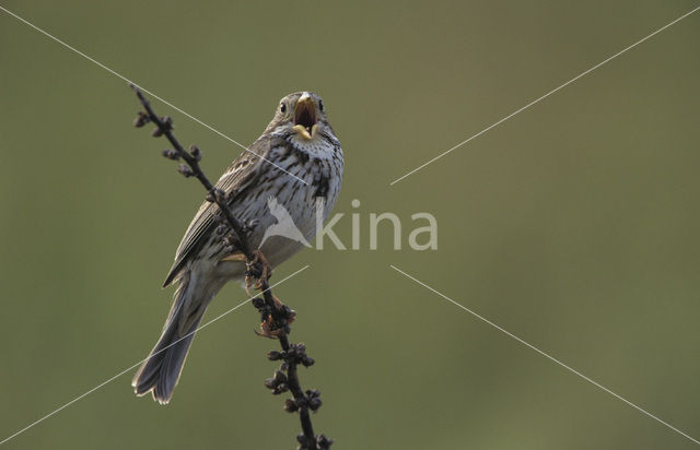 Grauwe Gors (Miliaria calandra)