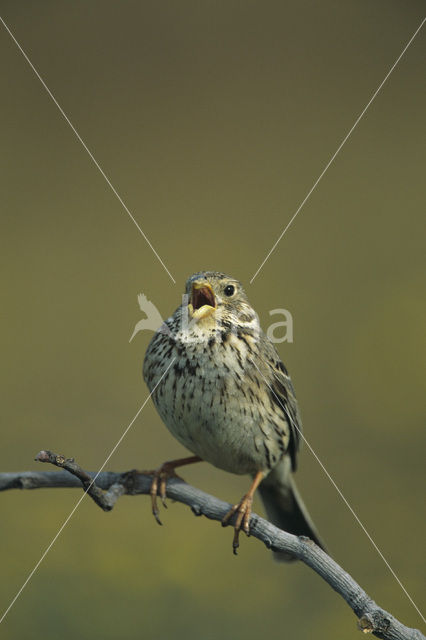 Grauwe Gors (Miliaria calandra)