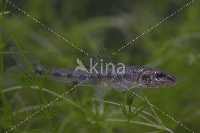 Gudgeon (Gobio gobio)