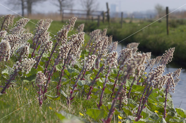 Groot hoefblad (Petasites hybridus)