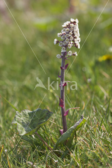 Groot hoefblad (Petasites hybridus)