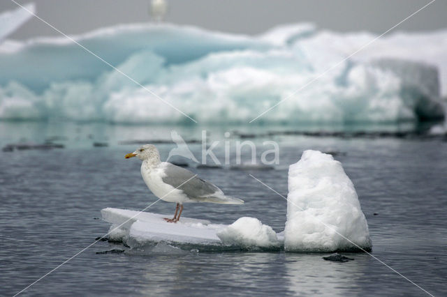 Grote Burgemeester (Larus hyperboreus)