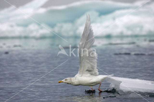 Grote Burgemeester (Larus hyperboreus)