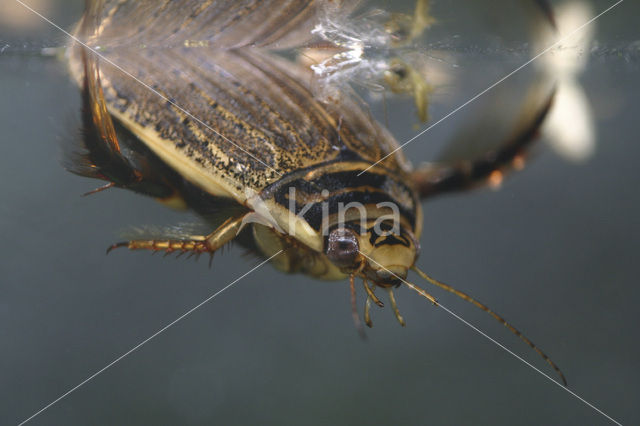 Grote gegroefde waterkever