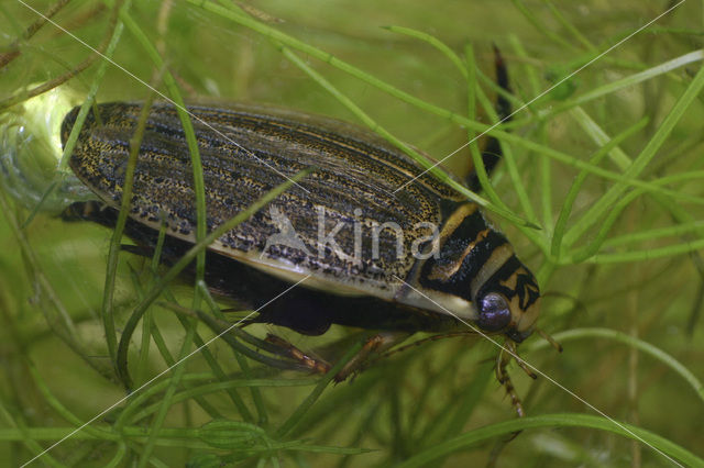 Great Diving Beetle (Acilius sulcatus)