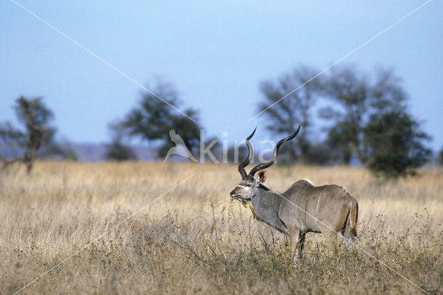 Grote koedoe (Tragelaphus strepsiceros)