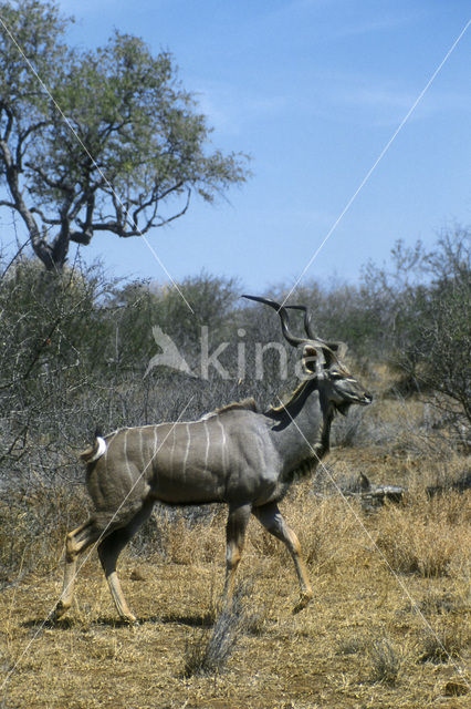 Grote koedoe (Tragelaphus strepsiceros)