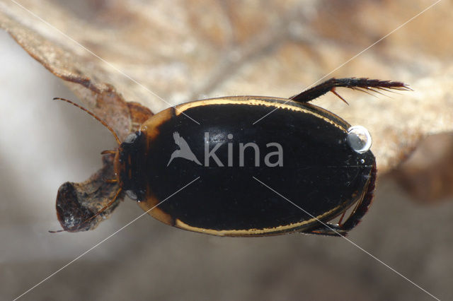 Grote plasduiker (Hydaticus seminiger)