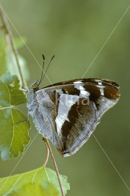 Purple Emperor (Apatura iris)