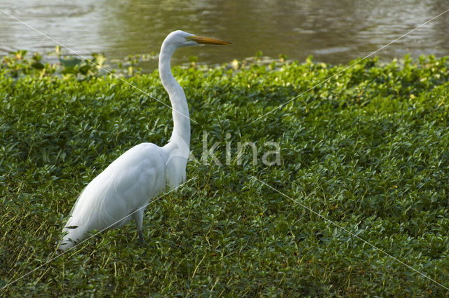 Grote zilverreiger (Casmerodius albus)