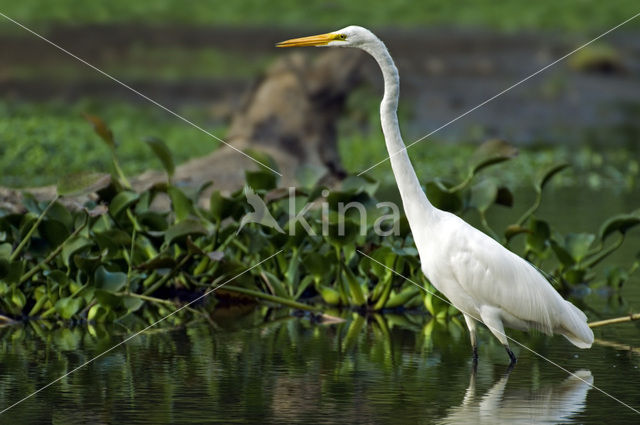 Grote zilverreiger (Casmerodius albus)