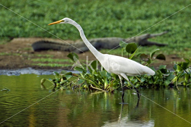 Grote zilverreiger (Casmerodius albus)