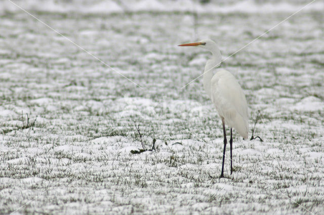 Grote zilverreiger (Casmerodius albus)