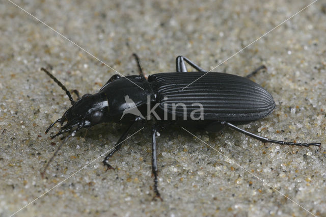 Grote Zwartschild (Pterostichus niger)