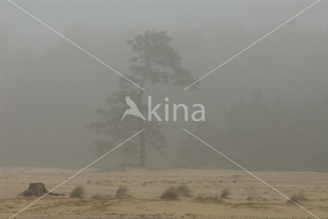 Grove den (Pinus sylvestris)