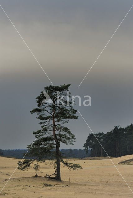 Grove den (Pinus sylvestris)